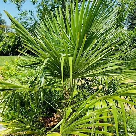 Funny Fuered * 巴拉顿菲赖德