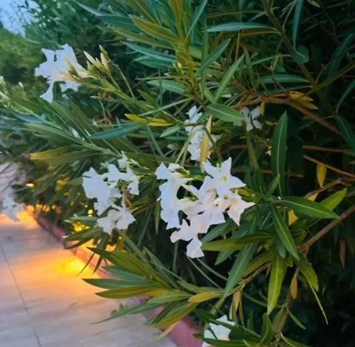 Funny Fuered Apartament