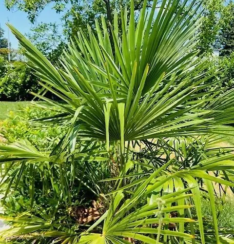 Funny Fuered * Balatonfüred